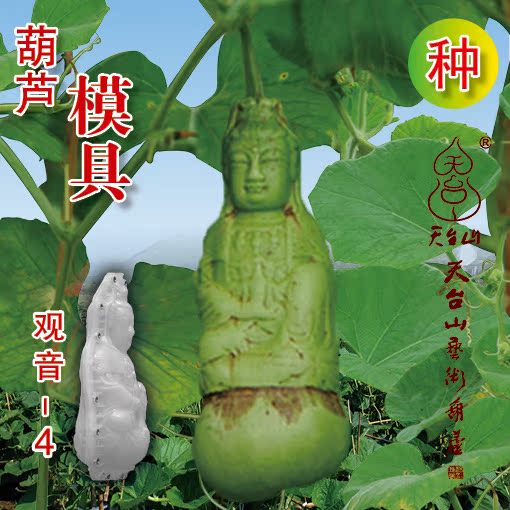 天台山艺术葫芦范制葫芦模具创意趣味种植送葫芦种子 观音4