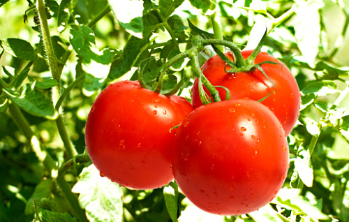 现摘农家西红柿不催熟大番茄新鲜蔬菜时令