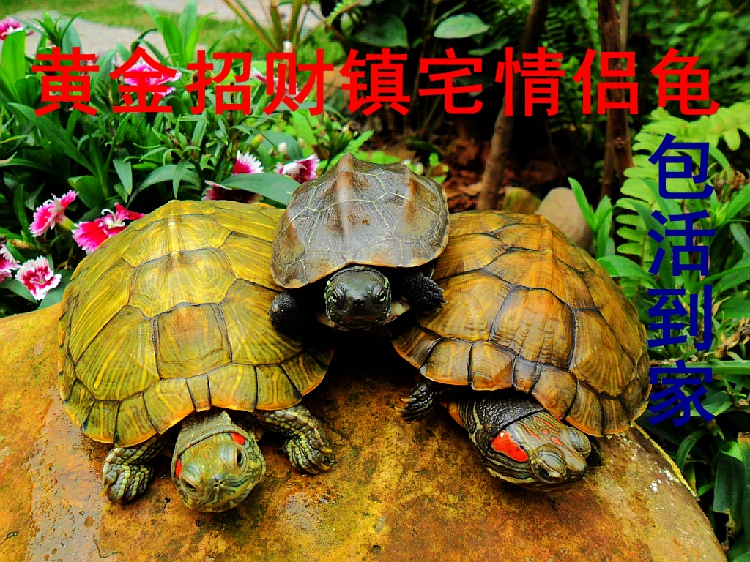 黄金招财巴西龟宠物龟乌龟活体龟镇宅龟旺财龟情侣龟买一对送龟料