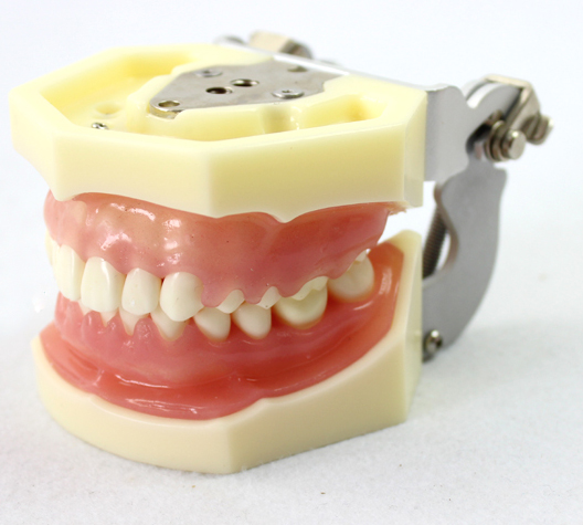 ENOVO正品 口腔牙周病学教学实习示教模型 牙龈缝合 牙周病模型
