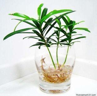 特价迷你植物 日本罗汉松 防辐射 净化空气 吸收二氧化硫 可水培