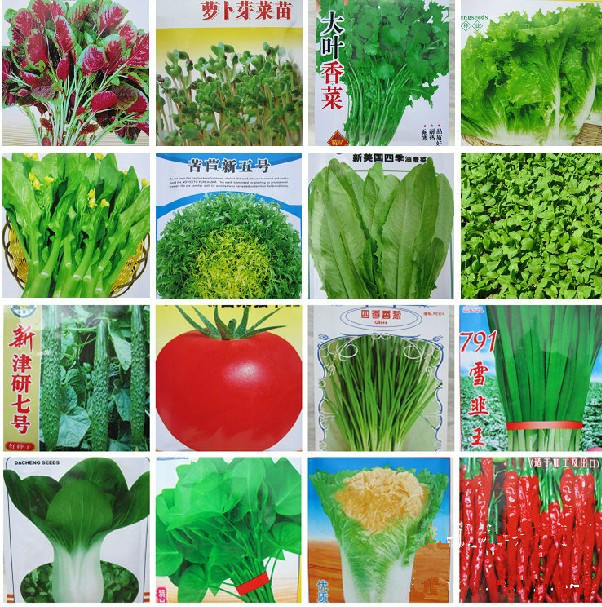 蔬菜种子包邮青菜香菜筒嵩萝卜鸡毛菜种子