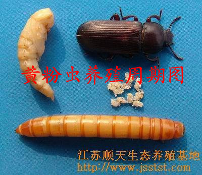 黄粉虫卵面包虫卵种虫送养殖资料是小蝎子蜈蚣等动物的活性饲料
