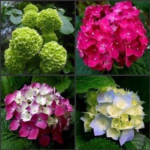 栽观花植物 绣球花苗八仙绣球 花大花期长 变换花色室内外可种