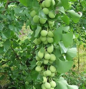 【银杏树苗】珍贵水果树苗 公孙树 庭院盆栽 白果树 有多品种可选