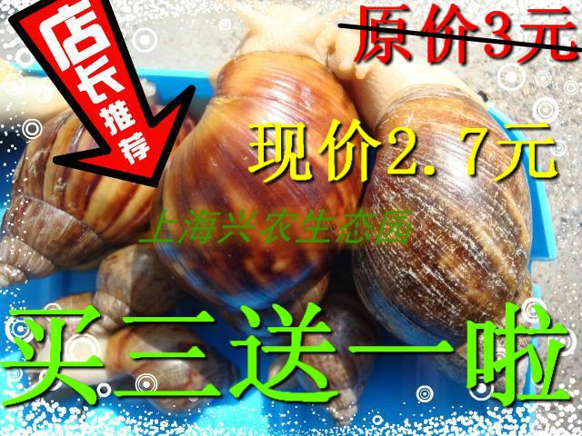 白玉蜗牛/另类特大活体宠物/临产宠物蜗牛/爬虫/教学专用/包活
