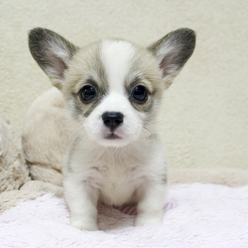 赛级柯基幼犬出售白围脖 短腿纯种威尔士柯基犬  活体实拍