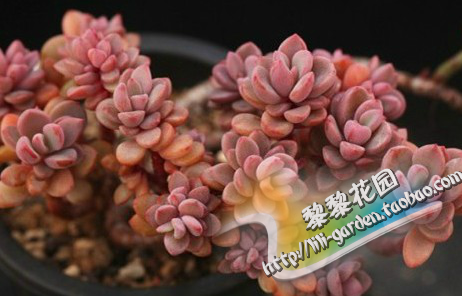 特价 韩国进口多肉植物 紫心/粉色回忆 超级美丽 必备萌肉肉
