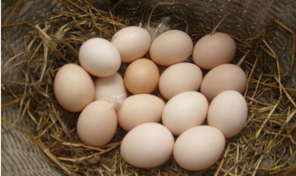 贵州黔东南土鸡蛋农家纯天然散养新鲜农村鸡蛋柴鸡蛋蛋礼盒