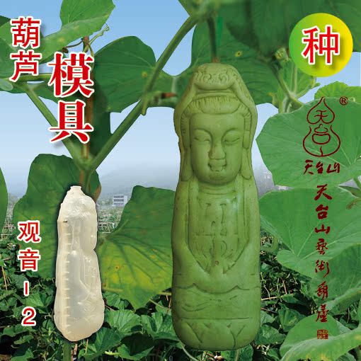 天台山艺术葫芦范制葫芦模具创意趣味种植送葫芦种子 观音2