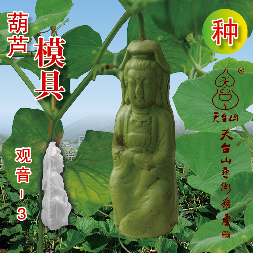 天台山艺术葫芦范制葫芦模具创意趣味种植送葫芦种子 观音3