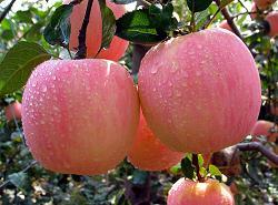 苹果 红富士苹果 新鲜水果 特级富士果 脆甜爽口