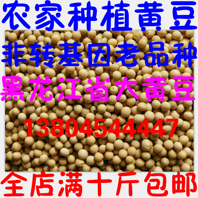 非转基因黑龙江省农家黄豆 原生态有机种植黄豆 农户自销豆浆专用