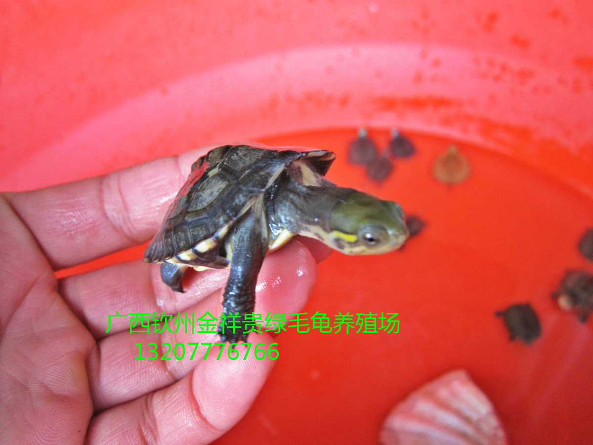 小水龟