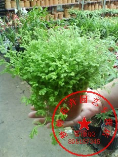 幸福草 超耐活好养花水培植物吸甲醛植物室内盆栽