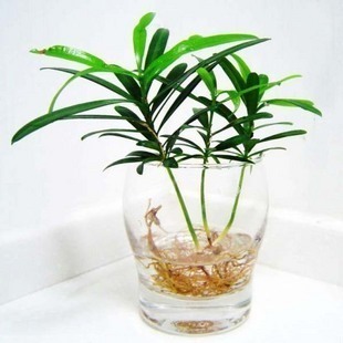 迷水培植物 迷你小植物-防辐射 净化空气日本罗汉松小苗
