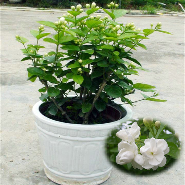 家居室内盆栽植物 四季陆续开花 双色茉莉 白色茉莉花苗 芳香植物