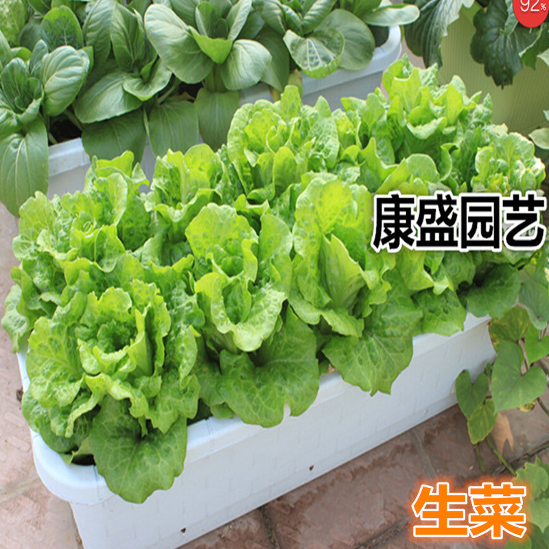 九江玻璃生菜 阳台蔬菜盆栽种菜生菜，种菜种子菜籽蔬菜种可批发