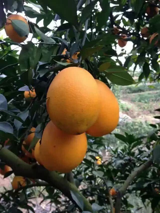 江西赣州特产赣南脐橙 10斤装 新鲜现摘水果 75-90cm 精品果