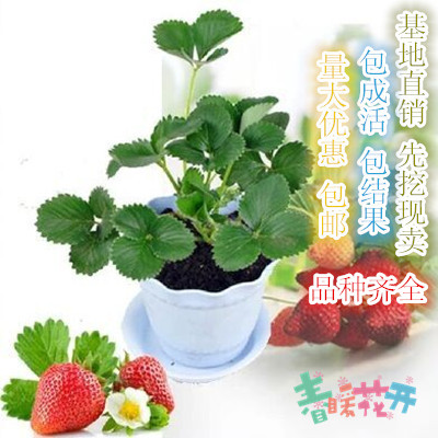 草莓苗 牛奶草莓 果树苗 四季草莓苗 盆栽草莓大苗 多个品种选择