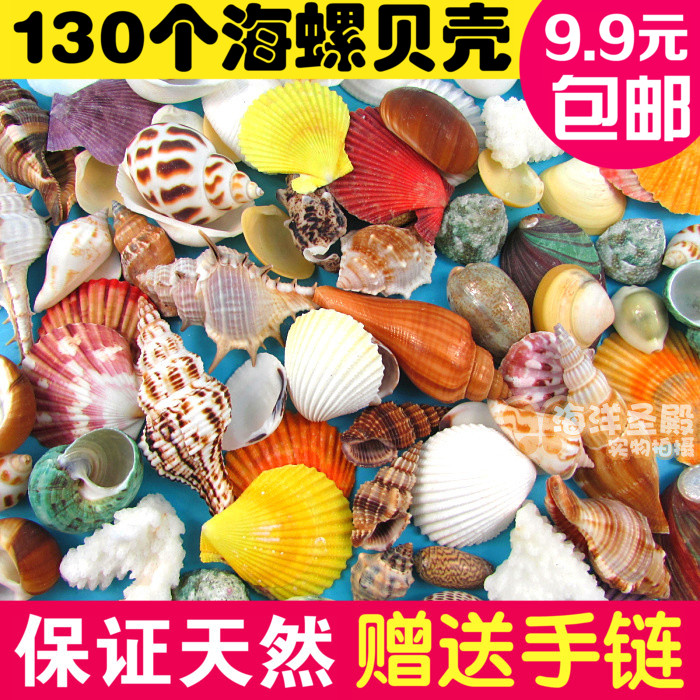 天然海螺贝壳鱼缸装饰品拍摄道具多肉微观地中海布景海星批发摆件