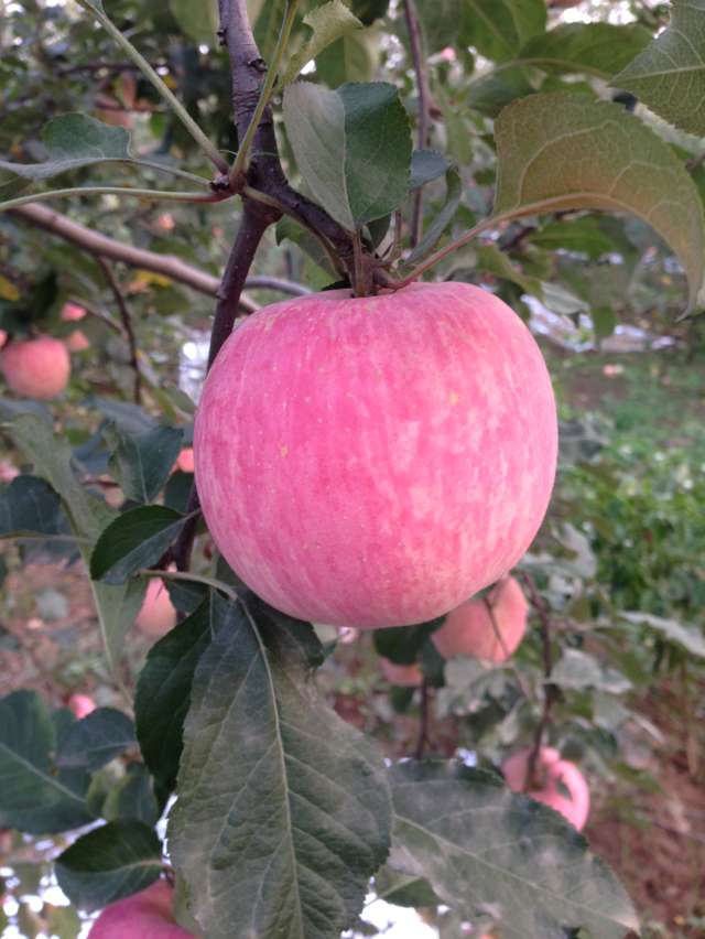 陕西红富士高原红富士铜川红富士苹果鲜果包邮时令水果80mm