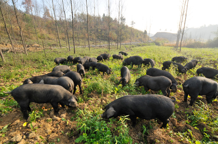 年货预定 年猪 黔东南黑毛猪 无公害猪肉 无公害 熟料喂养 500g