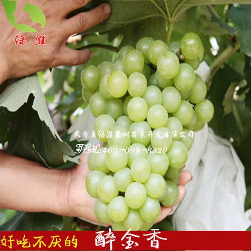 好吃不厌的【醉金香】 庭院地栽盆栽葡萄嫁接树苗 南北方种植