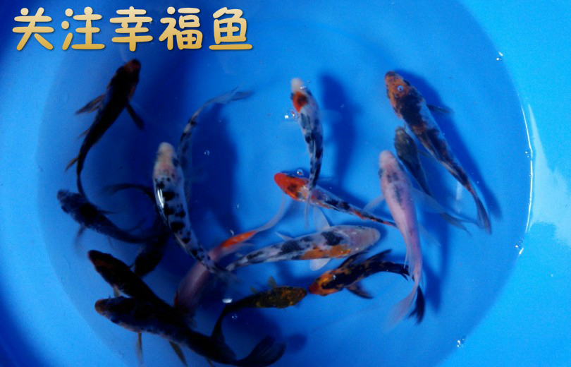 纯种日本锦鲤鱼杂色锦鲤冷水观赏鱼苗 活体 。全国3条起包邮随机