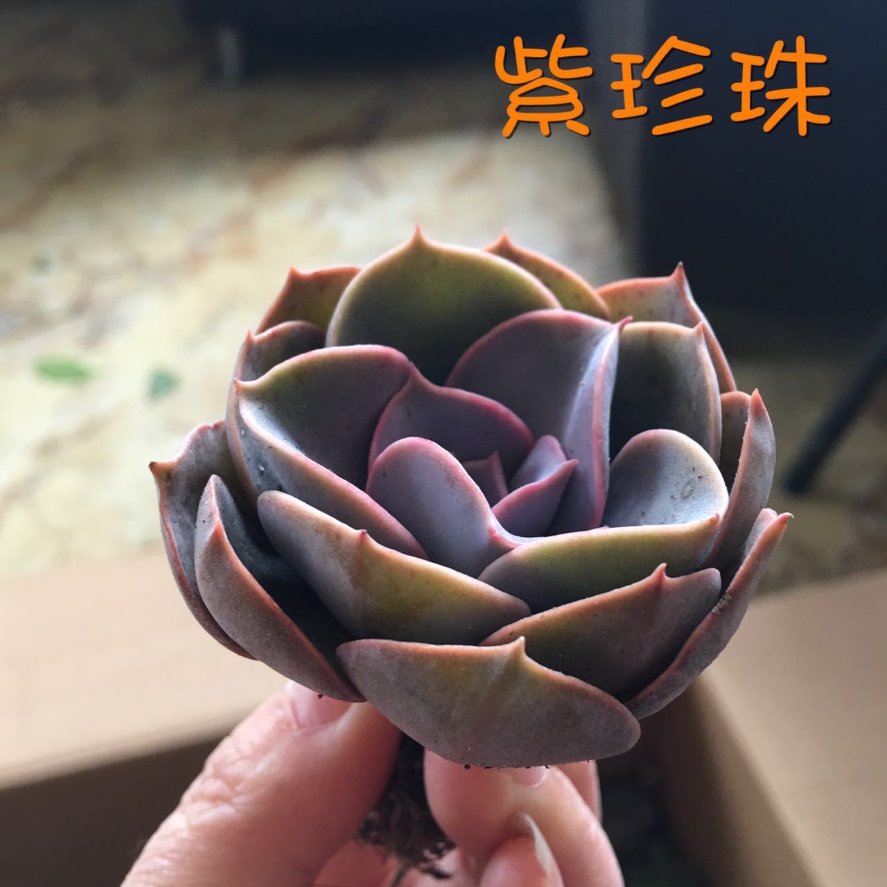多肉植物 紫珍珠  韩国 大棚自养