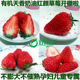 北京特产【 精选大果】有机天香红颜草莓奶油草莓3.2斤新鲜水果