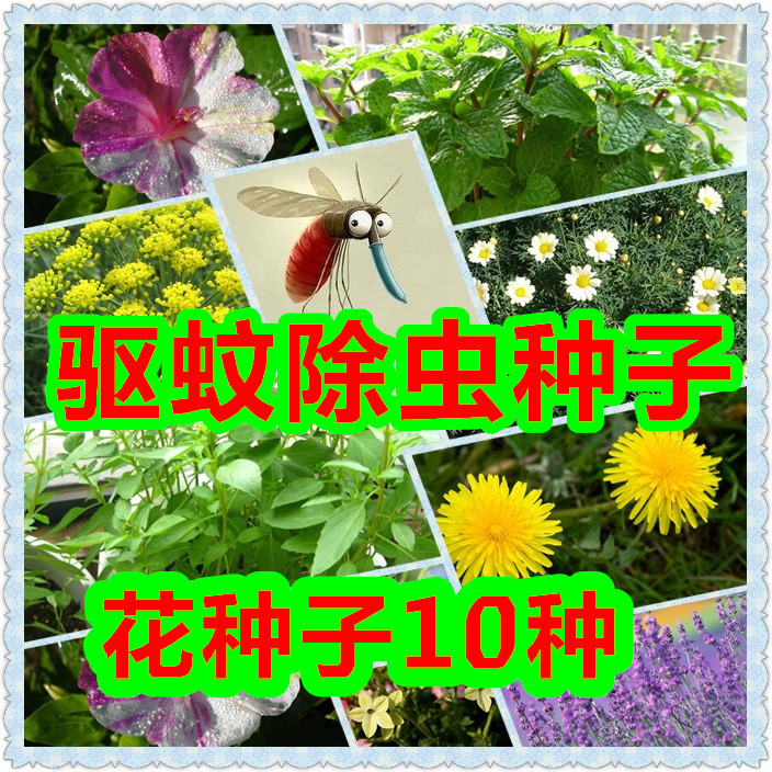 四季播多年生阳台庭院盆栽园艺驱蚊芳香花卉种子套餐包邮