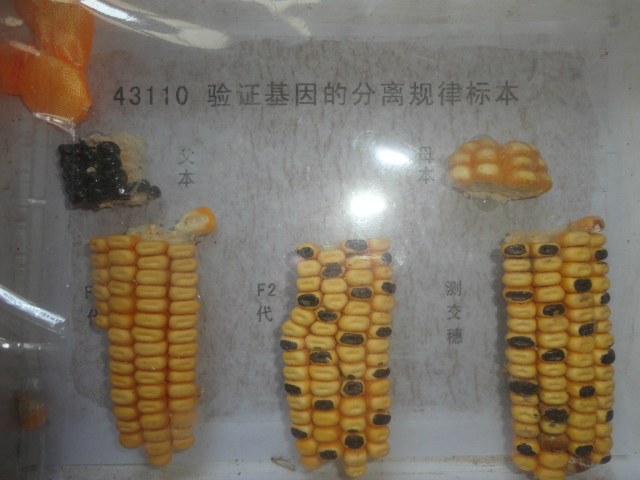 43110验证基因的分离规律标本玉米穗教学仪器生物实验器材正品