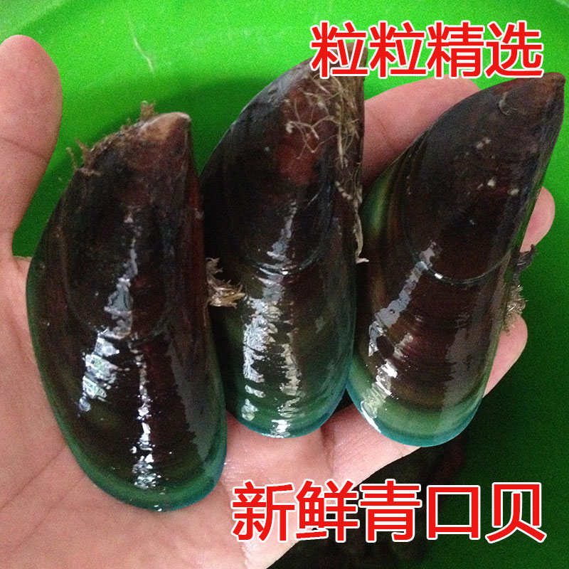 新鲜青口贝 野生贻贝海虹鲜活海鲜贝类生鲜补锌(广东3件包邮)