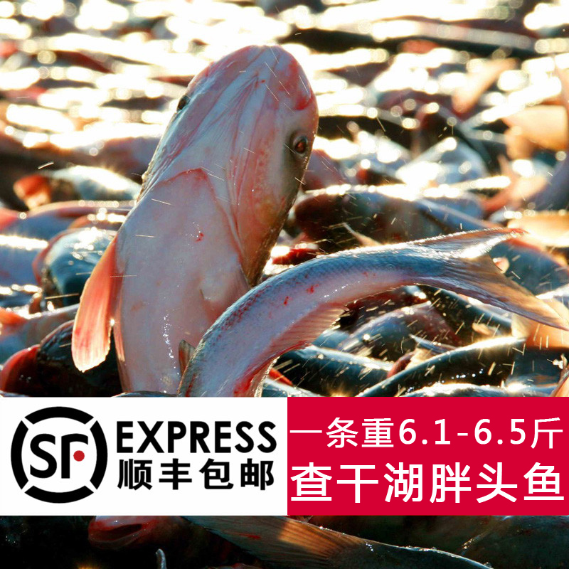 查干湖鱼 胖头鱼 6.1-6.5斤 野生淡水冬捕 春节年货提货券 礼品卡