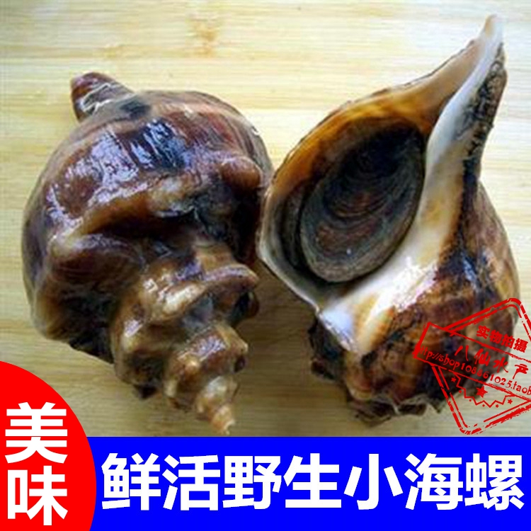 烟台海螺 新鲜海鲜大海螺 新鲜水产小贝类 野生海螺 1斤5—6个