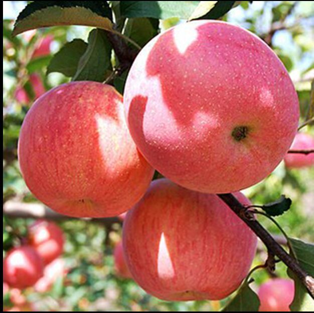正宗烟台红富士大苹果新鲜苹果水果苹果清脆香甜绿色无公害5斤装