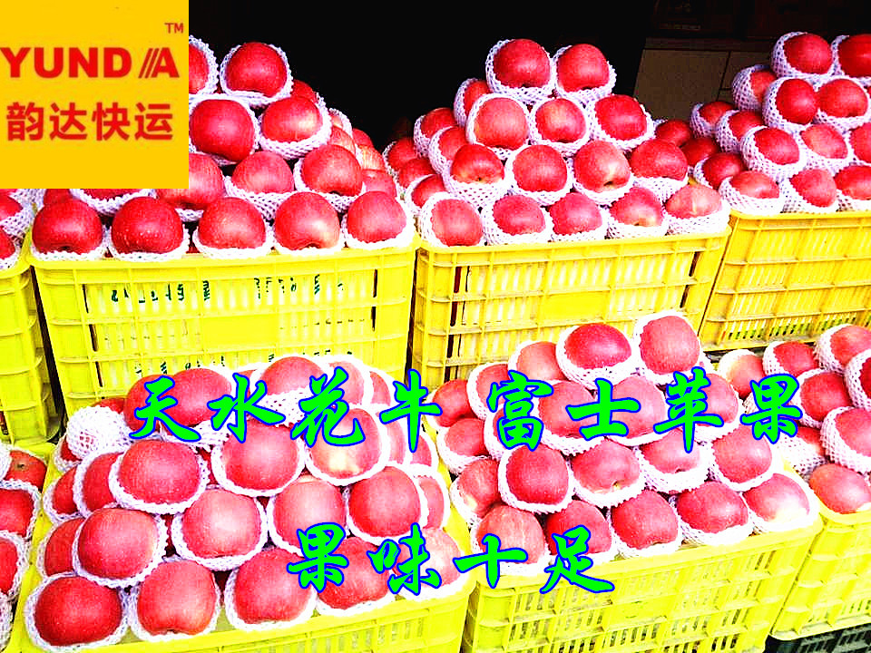 甘肃特产新鲜甜脆水果 苹果 富士苹果  花牛苹果 绿色食品 2015