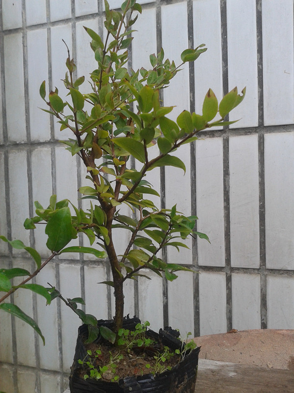 台湾嘉宝果树葡萄籽播苗稀特果树盆景阳台庭院种植2年40-50公分高