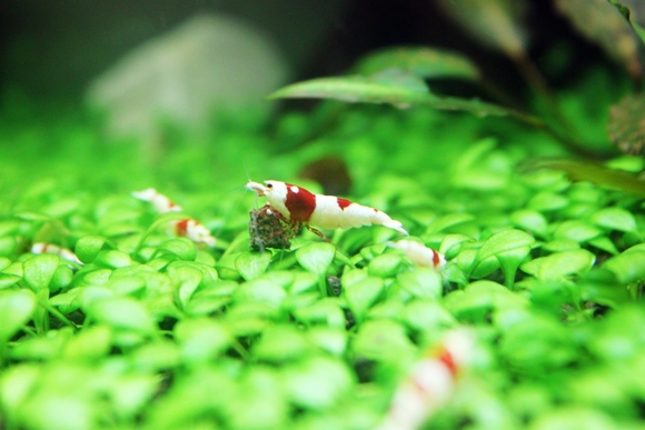 日本矮珍珠 豆瓣矮珍珠 不需要二氧化碳前景水草 虾缸首选水草