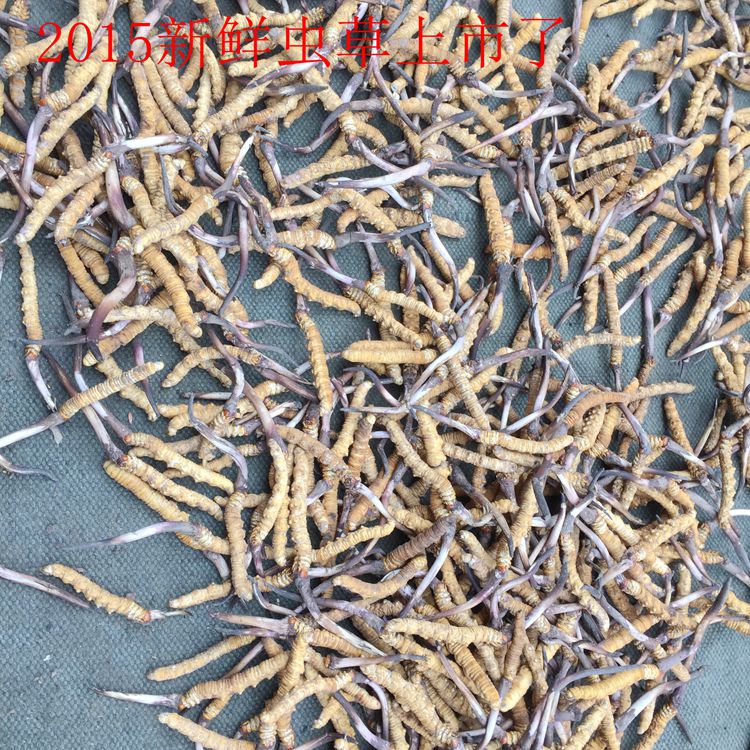 2015西藏林芝新鲜冬虫夏草0.4克/条 泥巴新草隆重开卖了10条包邮