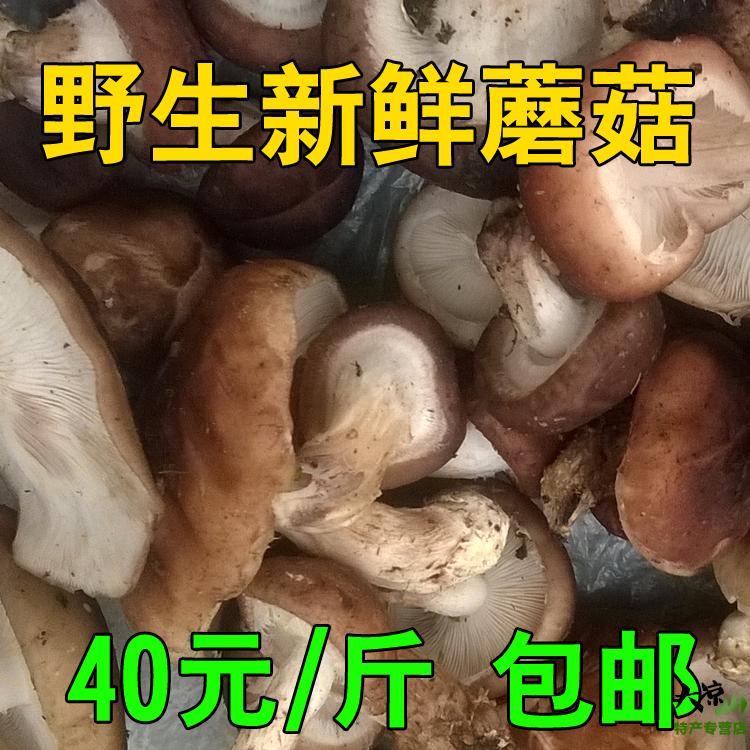 野生蘑菇 冕宁毛菇 野生香菇 菌子 四川凉山特产 新鲜蘑菇 山货