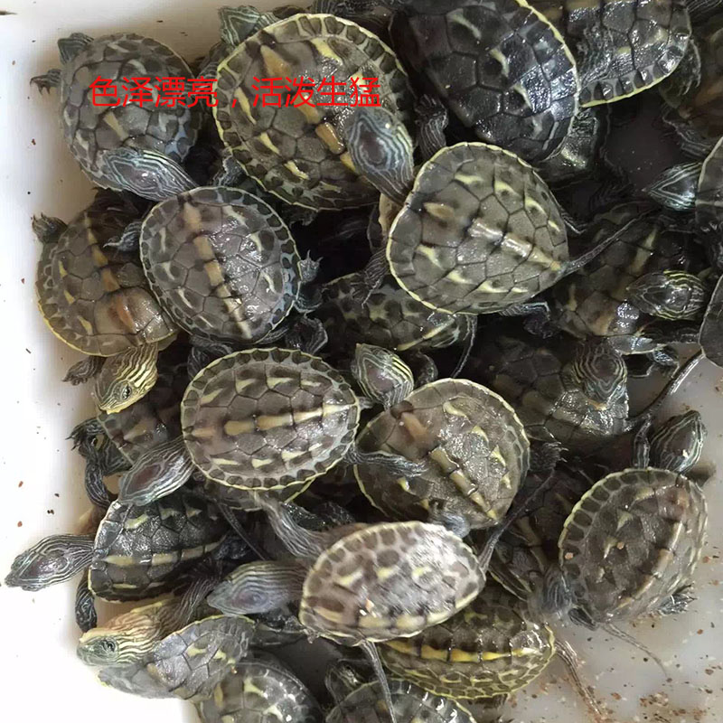 2015乌龟苗花龟苗台湾草龟苗珍珠龟苗长尾龟2~3厘米全品