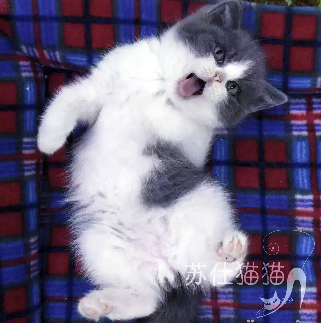 T.M天猫宠物猫活体纯种英短蓝白八字脸猫粉鼻子蓝猫小猫幼猫公猫