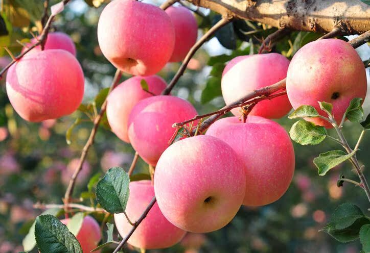 正宗烟台红富士苹果水果农家自产绿色无公害可带皮吃苹果10斤装