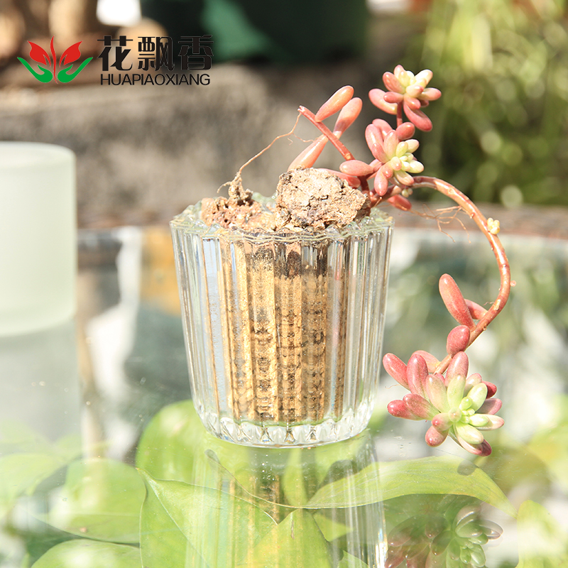花飘香 个性创意简约小花瓶透明花盆多肉植物玻璃瓶花卉花盆花器