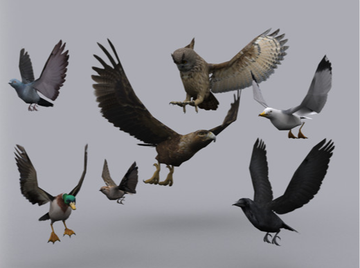 Unity3d模型 动物鸟群模型 BIRDS PACK 带动作 免费更新