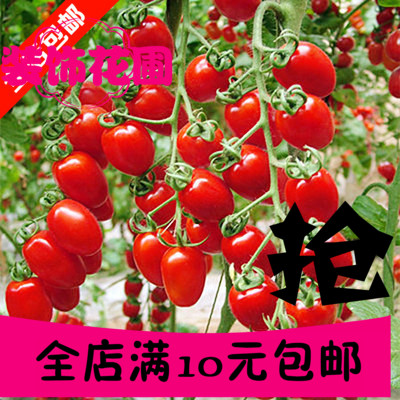批发蔬菜种子 樱桃番茄种子 红圣女果种子 小西红柿种子10元包邮