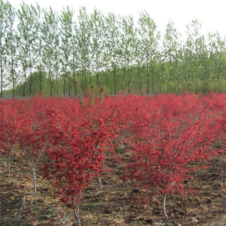 园林绿化苗木树苗 庭院植物 日本红枫苗 红丝带红枫树苗 自产自销