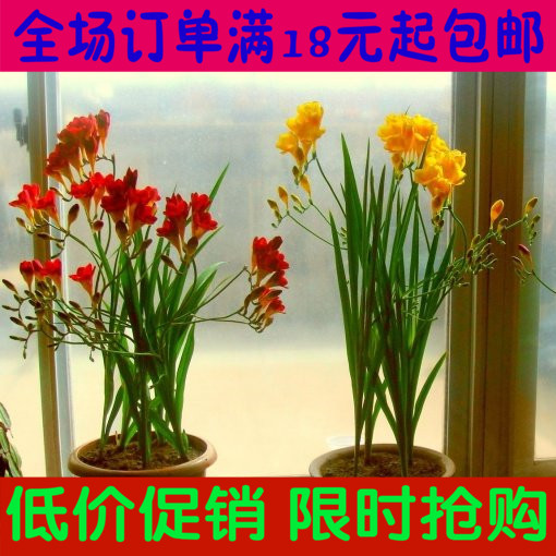 【现货】进口香雪兰种球小苍兰种子重瓣球根花草植物室内盆栽花卉